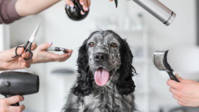Richtige Fellpflege beim Hund nach Typ und Rasse - PARTNERHANDWERKER.DE