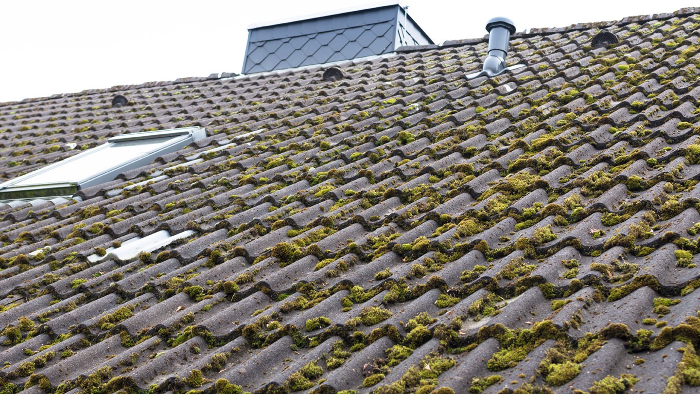 Moosbefall am Dach ist vielen Hausbesitzern ein Dorn im Auge.